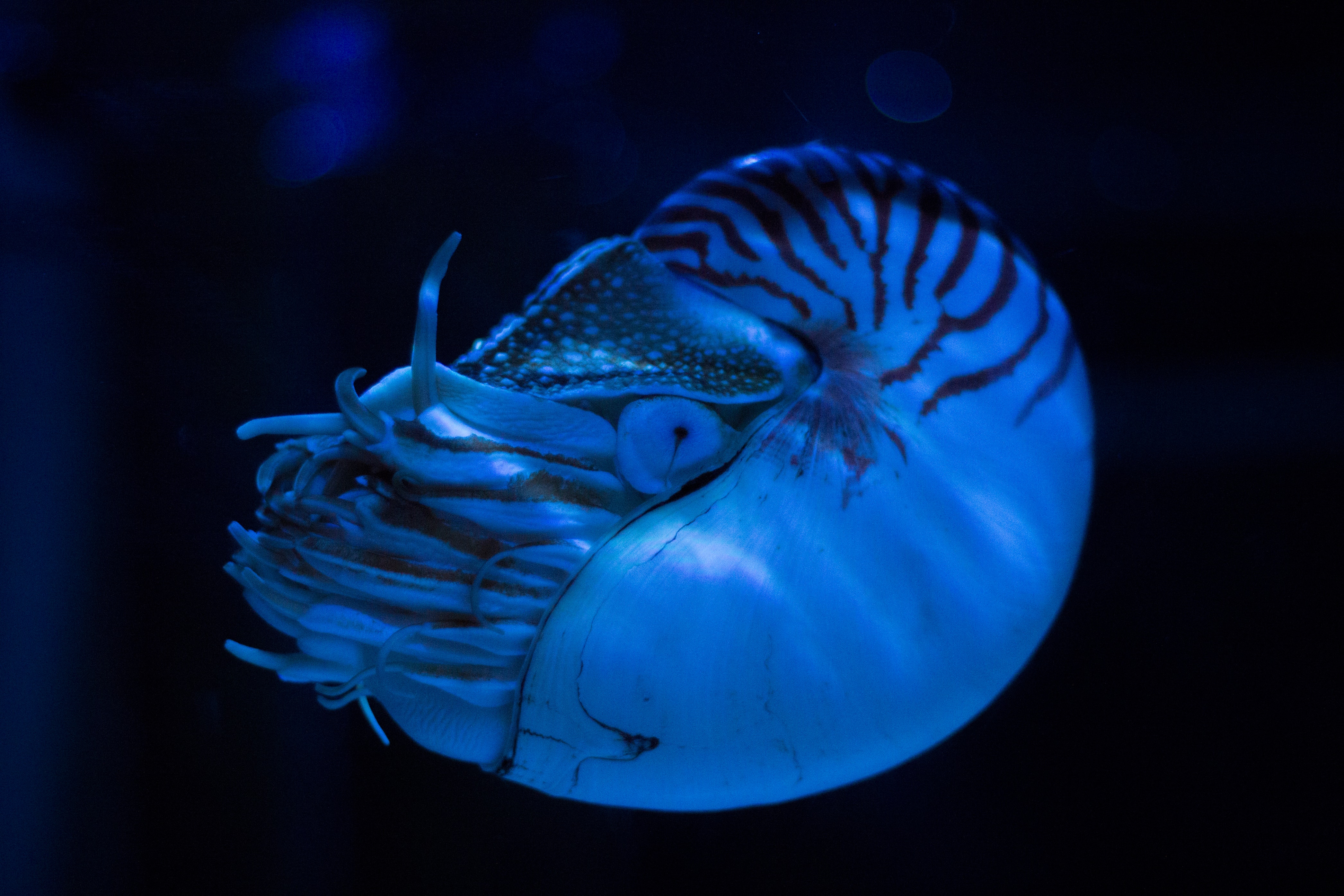 Nautilus